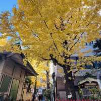 兩個東京巿區隱敞超美銀杏神社