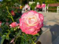 浪漫的士林官邸玫瑰園⚘️🌹各種玫瑰等著你來欣賞❤️