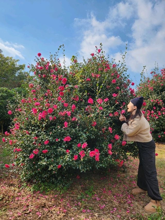 🌺동백의 계절, 제주여행 동백꽃 포토스팟 추천!!!!!🌺