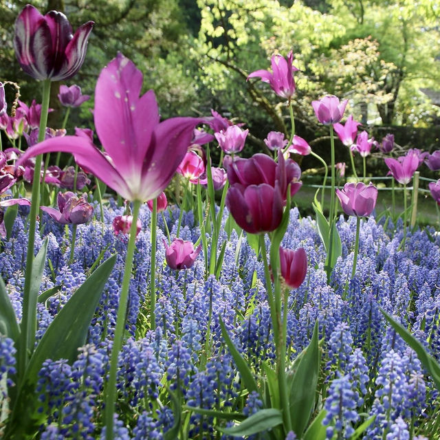 Tonami Tulip Park 💐🌷