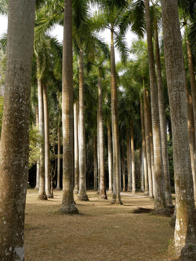 福田蓮花山公園，落羽松打卡景點