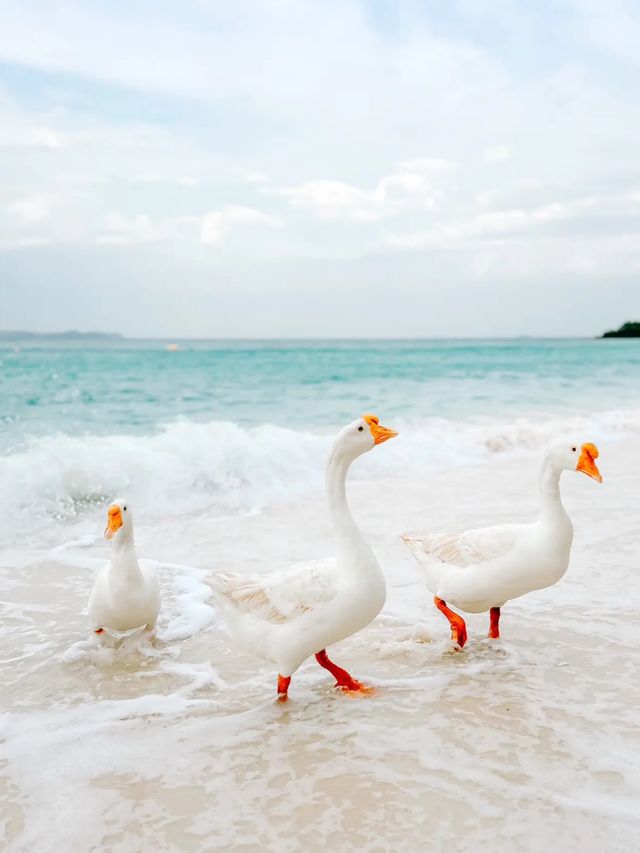 How to? ถ่ายรูปกับน้องห่านจึ้งๆ | เกาะล้าน