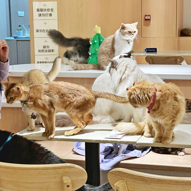 環境寬敞🥰食物美味🐈嘅貓Café