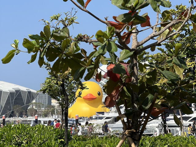 高雄市 高雄港黃色小鴨🐤