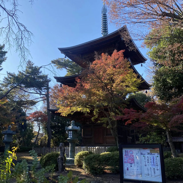 東京豪德寺🐱招福貓發源地❓密集恐懼慎入！