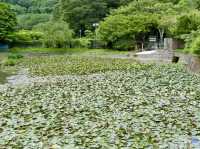 Yokosuka Iris Garden