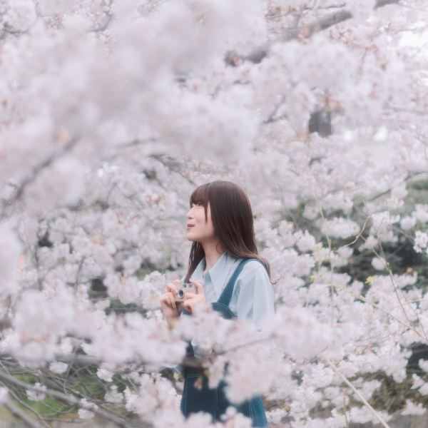 2026 Recommended Cherry blossom viewing in Kawasaki City (Updated