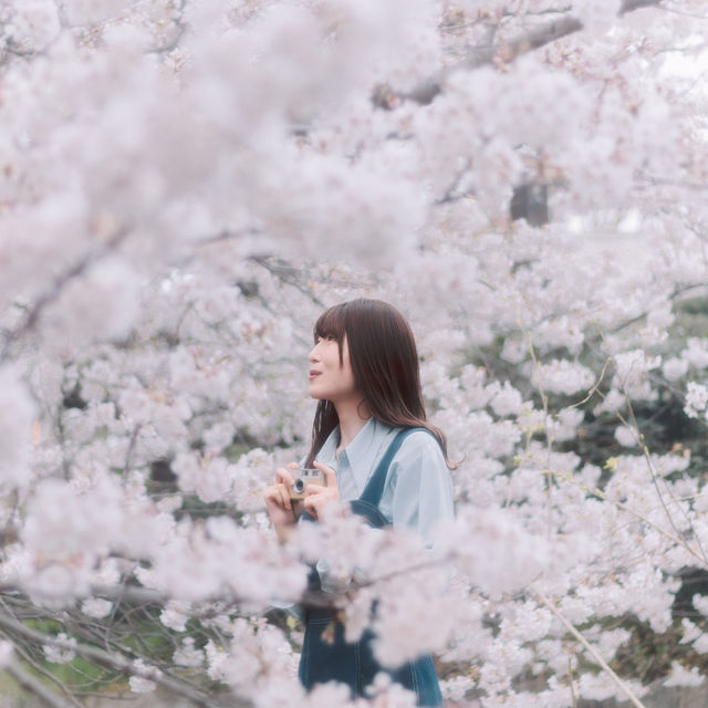 【神奈川】宿河原駅から徒歩2分の桜の名所🌸