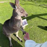 Wildlife sanctuary in Melbourne!