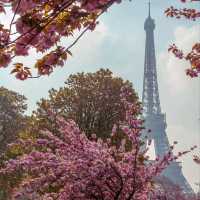Cherry Blossom in France