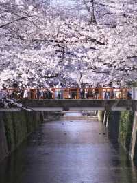 総距離4km‼️川沿いの道のりを歩いて桜を堪能しよう🌸花見クルーズもある⁉️※撮影ポイント(場所)情報付き