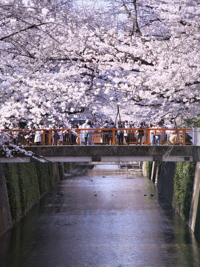 総距離4km‼️川沿いの道のりを歩いて桜を堪能しよう🌸花見クルーズもある⁉️※撮影ポイント(場所)情報付き