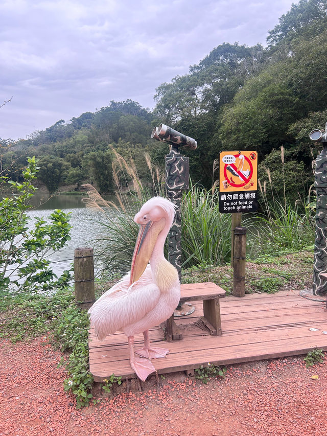 ［新竹/北埔］綠世界生態農場🦩｜超多動物可以近距離觀察 連植物都很多樣