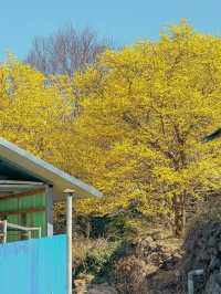 노란빛 봄의 세상으로 초대합니다💛