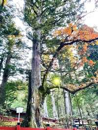 【日光二荒山神社/栃木県】男体山、女峰山、太郎山を御神体とするパワースポット