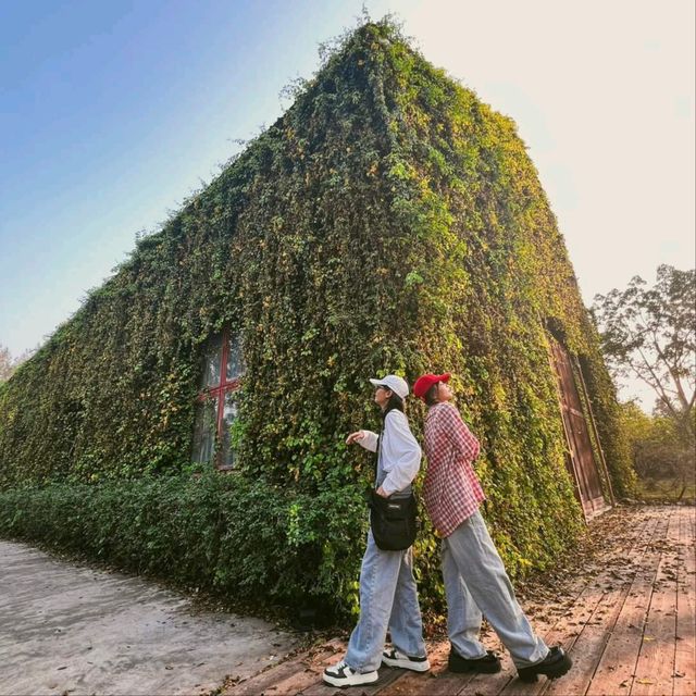 อัพเดตล่าสุด ดอกเหลืองชัชวาลย์🌼 คาเฟ่เขาใหญ่