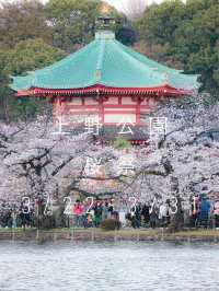 上野公園桜祭り