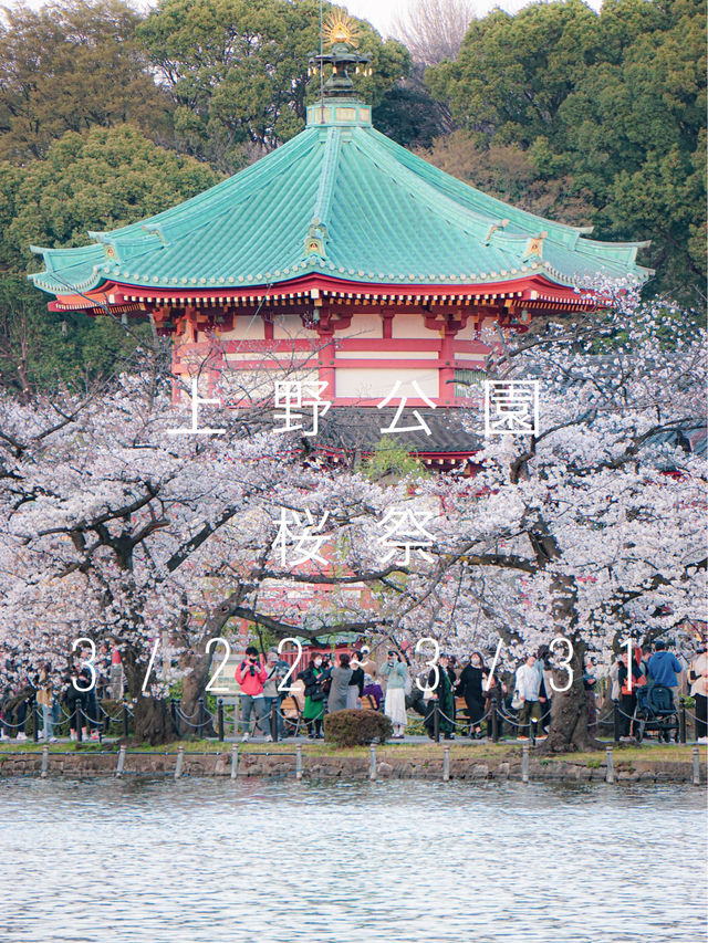 上野公園桜祭り