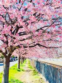 【伝右川桜並木/埼玉県】河津桜と安行桜の桜並木を一緒に見られる場所