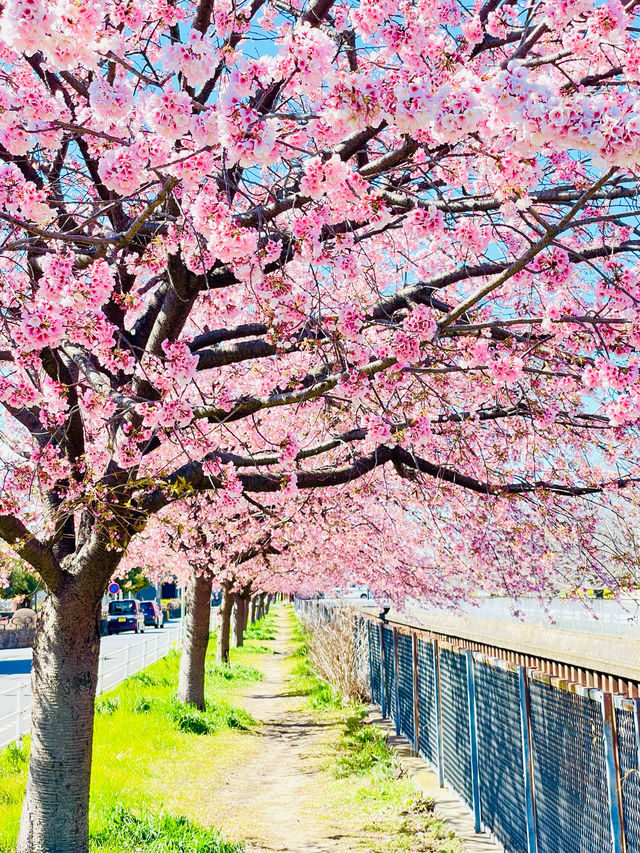 【伝右川桜並木/埼玉県】河津桜と安行桜の桜並木を一緒に見られる場所