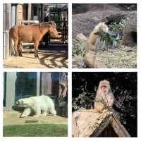 嘩嘩嘩🤩🤩令人大開眼界的上野動物園