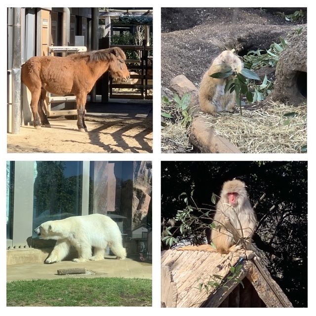 嘩嘩嘩🤩🤩令人大開眼界的上野動物園