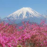 Lake Shoji 🌸
