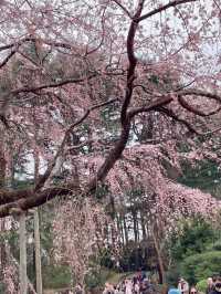 도쿄 벚꽃 = 신주쿠교엔🌸