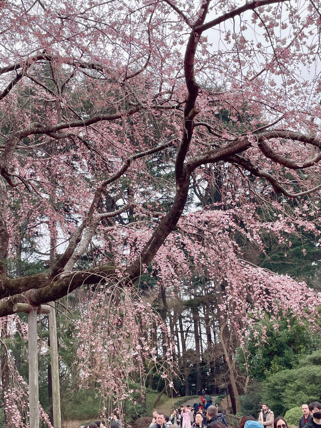도쿄 벚꽃 = 신주쿠교엔🌸