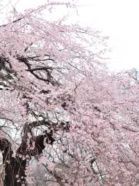도쿄 벚꽃 = 신주쿠교엔🌸