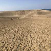 鳥取砂丘，騎駱駝體驗