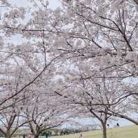 🌸ชมพูฟ้าสุดพาสเทลเมื่อซากุระบานพร้อมเนโมฟีลา🌸