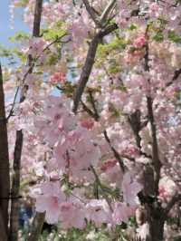 名古屋駅🌸花粉症知らずのお花見