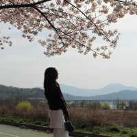 🌸구미 사람들은 잘 아는 벚꽃 명소🌸