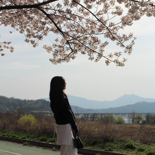 🌸구미 사람들은 잘 아는 벚꽃 명소🌸