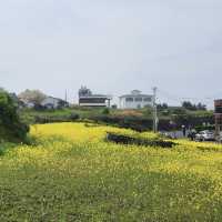 봄에 떠나는 제주여행, 용두암🪨🌼
