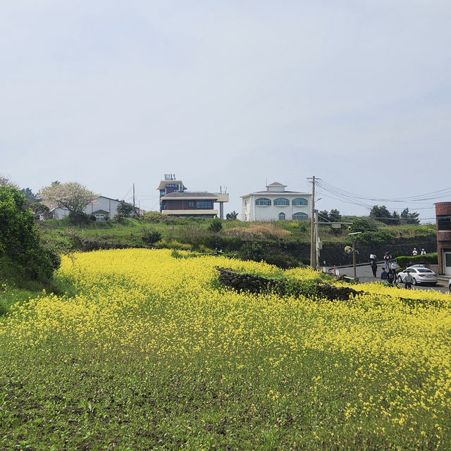 봄에 떠나는 제주여행, 용두암🪨🌼