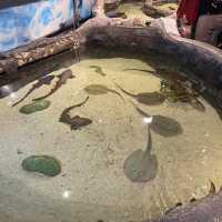 Exploring the Wonders of Aquaria KLCC 