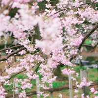 🌸【京都御苑】春日賞花，感受古城氣息🌸