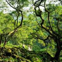 太平山國家森林遊樂區：山林間的寧靜與美麗 🌲🏞️