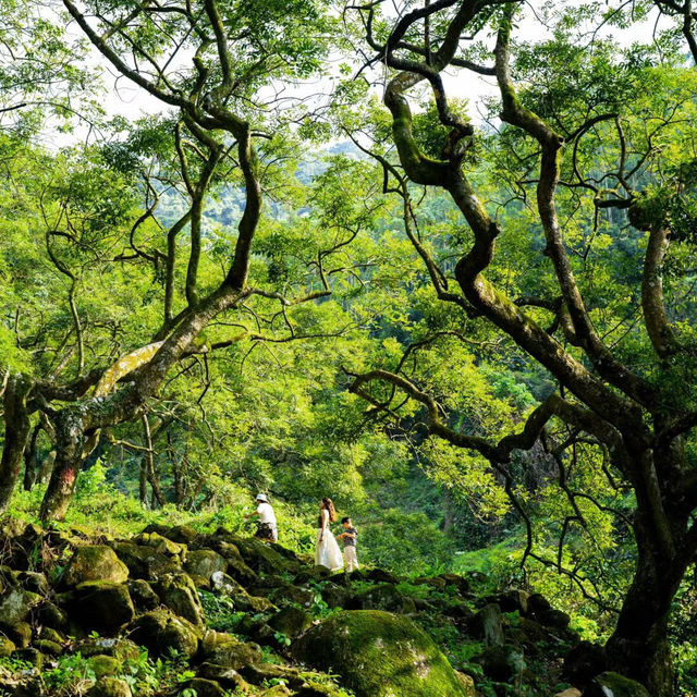 太平山國家森林遊樂區：山林間的寧靜與美麗 🌲🏞️