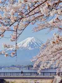 河口湖北岸賞櫻