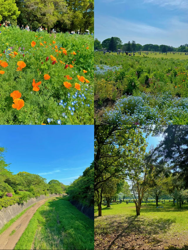 【立川】GWにおすすめ🥳🦋🫧都心から30分で行けるネモフィラ💙🩵【昭和記念公園】