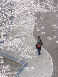 【雑誌風】東京周辺の桜撮影スポット７選！FOCUS Vol.002