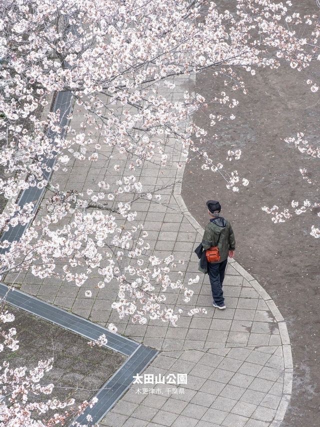 【雑誌風】東京周辺の桜撮影スポット７選！FOCUS Vol.002