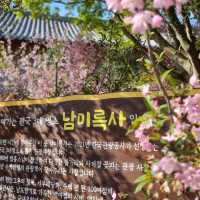 남미륵사 서부해당화