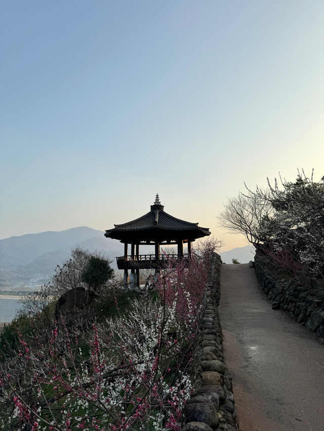 봄여행 하면 신비로운 매화 뷰가 일품인 광양매화마을