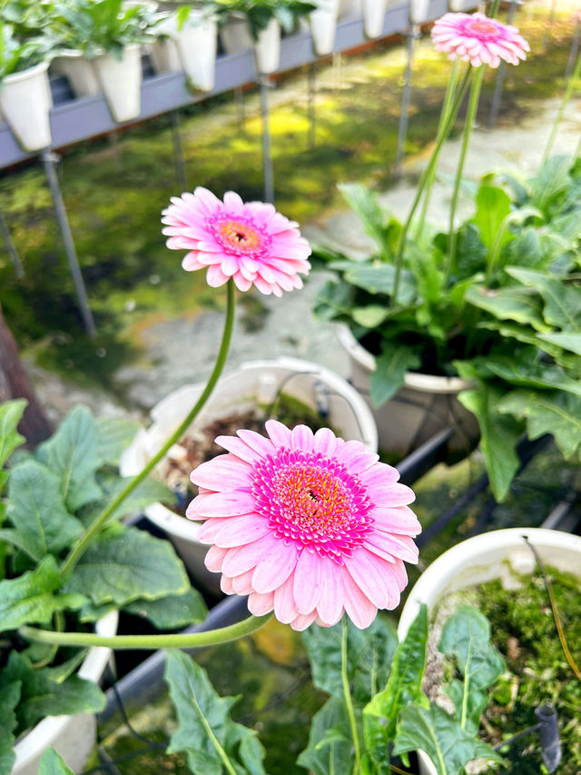 Gorgeous Genting Strawberry Farm