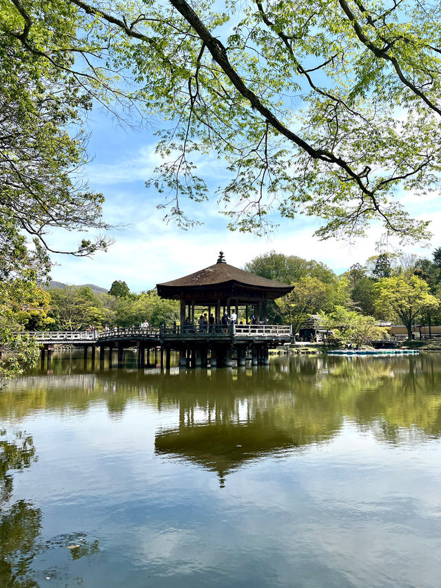 หนีแมวมาหากวางที่นารา NARA , JAPAN