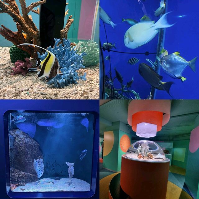 【大阪】日本最大水族館，必去景點